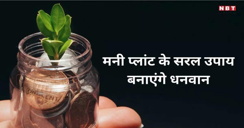 Money Plant Upay : मनी प्लांट गुरुवार के दिन करें ये 4 आसान उपाय, धन धान्य में होगी दोगुनी वृद्धि, करियर में भी आएगी ग्रोथ