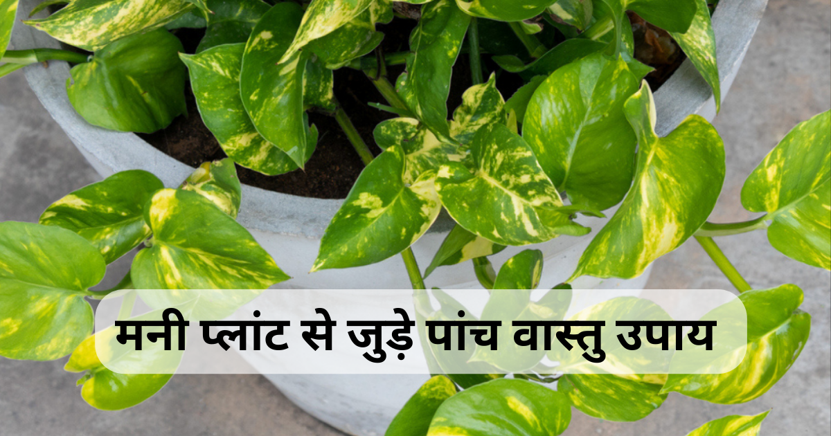 Money Plant Vastu Tips : मनी प्लांट को चुराकर लगाने से पहले आपको पता होनी चाहिए ये 5 बातें