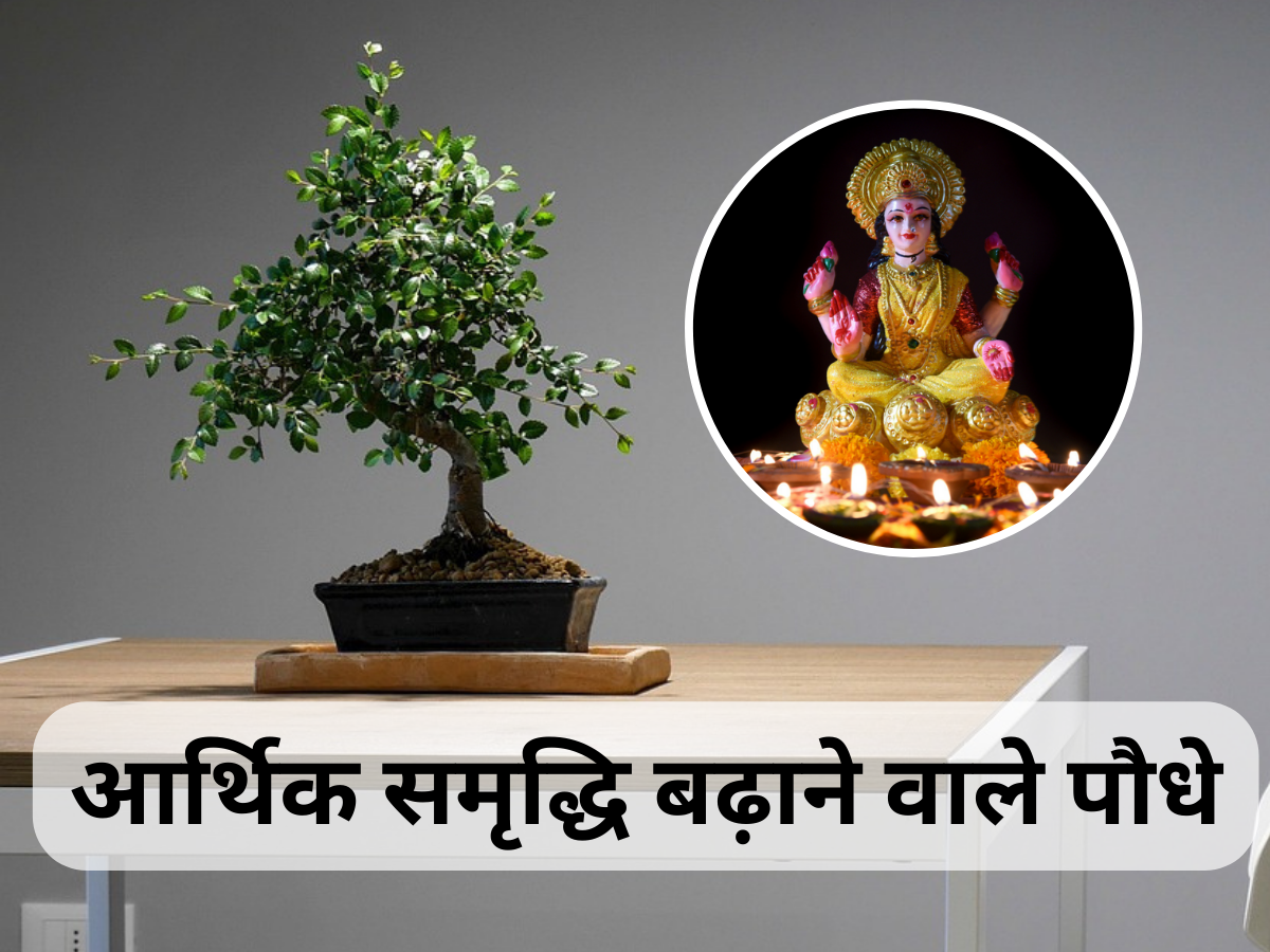 Lucky Indoor Plants for Money: घर में इन 5 पौधों को लगाने से माता लक्ष्मी कभी नहीं होने देंगी धन की कमी, इनमें से भगवान शिव को यह पौधा है प्रिय