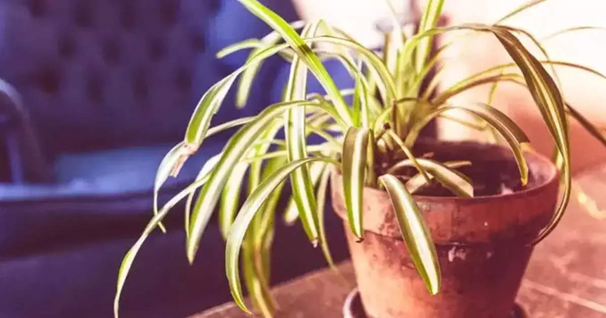 Spider Plant Ke Upay: मनी प्लांट के साथ घर में लगाएं यह छोटा सा पौधा, चारों ओर से बरसने लगेगा धन