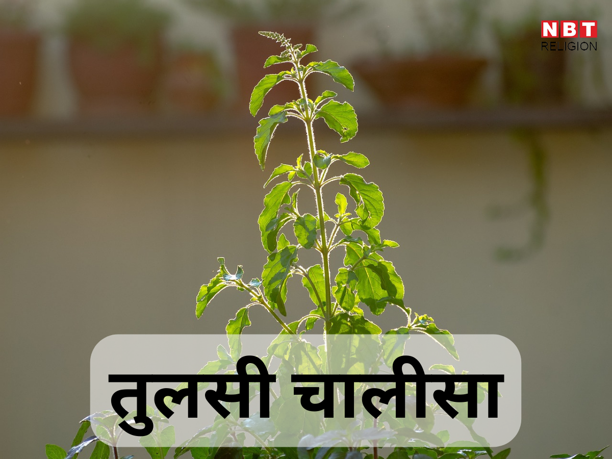 Tulsi Chalisa In Hindi : तुलसी चालीसा, धन्य धन्य श्री तुलसी माता, महिमा अगम सदा श्रुति गाता