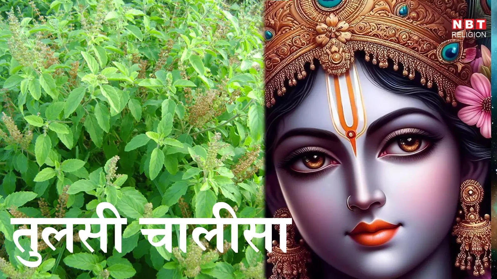 Tulsi Chalisa तुलसी चालीसा पाठ और लाभ, देव उठनी एकादशी और कार्तिक मास में पाठ विशेष लाभकारी