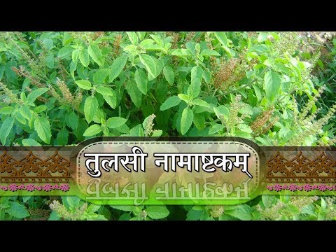 श्री तुलसी नामाष्टक स्तोत्रम् (Shri Tulsi Namashtakam Strotam)